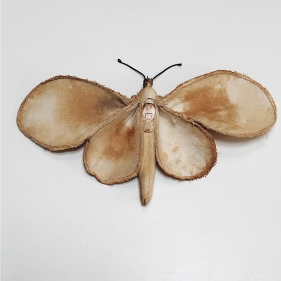 Rare! Mister Finch Textile Moth - Picture 2 of 12